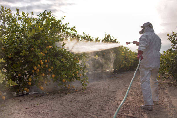 Best Affordable Pest Control Services  in Charleston, MS